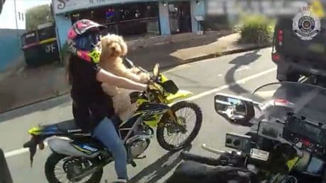 Moment biker woman riding with DOG strapped to her is pulled over by stunned cop – before making bizarre ‘Temu’ excuse