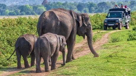 The overlooked country with ‘amazing’ safaris that’s not in Africa