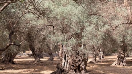 Wassermangel auf Mallorca: Gemeinde dreht Wasserhahn ab