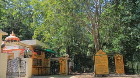 Tigers maul man to death in zoo horror and then play with his shoes