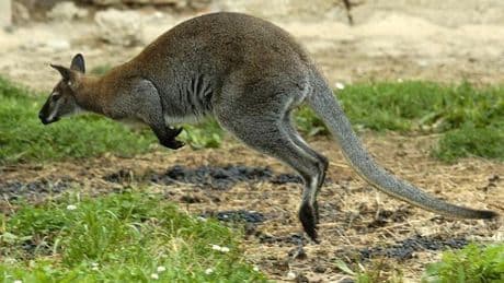 Grausame Tat im Tierpark Solingen: Ermittler suchen Känguru-Killer