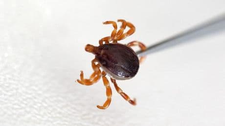 Übertragbare Erkrankungen: Zecken-Alarm: Mehr Borreliose-Fälle erfasst
