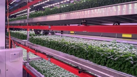 Hidroponía, inteligencia artificial y robótica: el 'agrotech' que triunfa con un nuevo enfoque científico e industrial