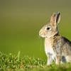 Fears for Britain's rabbits over deadly virus sweeping through Europe that kills almost every bunny it touches in a matter of hours
