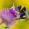 Bees are losing their buzz! Warmer weather reduces frequency and pitch of wing vibrations, researchers warn