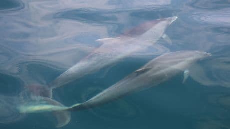 What do dolphins get up to beneath the waves? Their poo has the answers