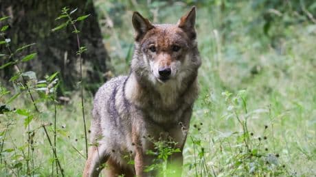 Wolfsangriff: „Menschen halten keinen Abstand“