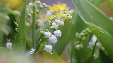 « Le muguet s’embourgeoise »