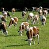 "Des mesures précises et concrètes en faveur de l'environnement" : le comté défendu par ses producteurs