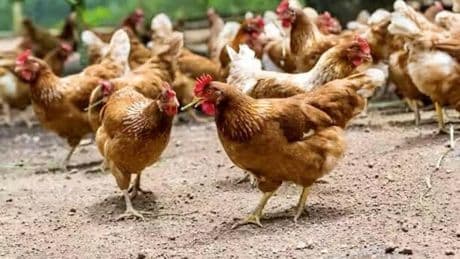 Sacrificadas 50.000 gallinas en una granja de Toledo tras detectarse un brote de gripe aviar