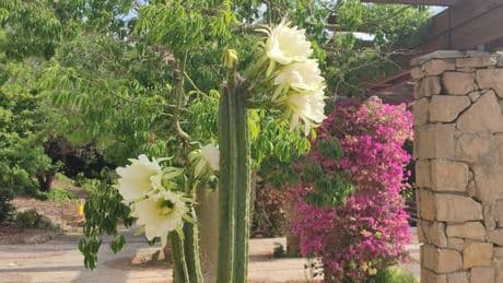 El gran secreto de la bella floración en los jardines de Mossèn Costa i Llobera