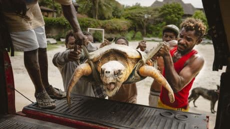 🌟The Bright Side: Kenya NGO on a mission to save turtles from nets, plastics and rising tides