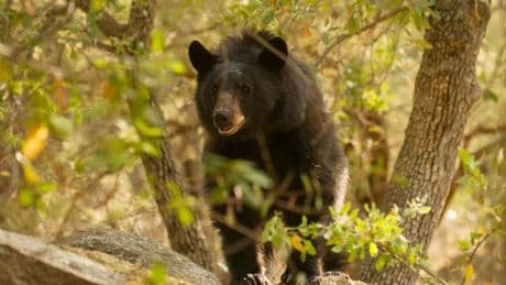 Shock after dad, 93, 'mauled to death by bear' as son arrested for 'murder'