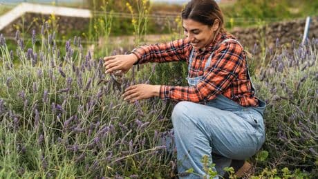 Verholzten Lavendel schneiden: So retten Sie die Blüte