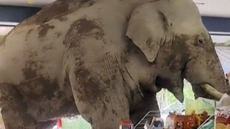 Watch: Hungry elephant storms shop to help himself to food
