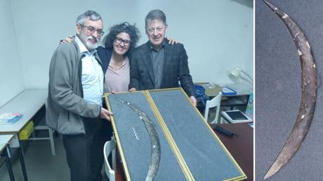 Un ‘bumerán’ tallado en un colmillo de mamut revela pensamiento simbólico complejo hace 42.000 años