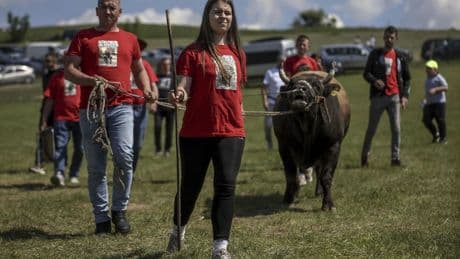 A teenage bullfighting enthusiast celebrates victories in Bosnia