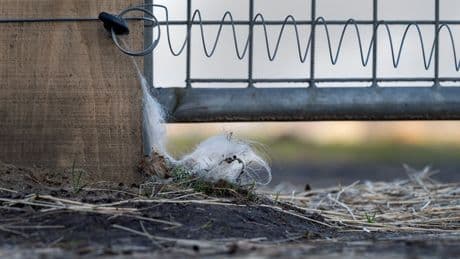 Wolven in Nederland eten relatief weinig schapen, zeggen onderzoekers