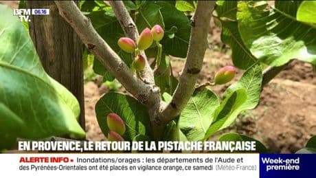 Ce producteur a fait le pari de cultiver de la pistache en altitude