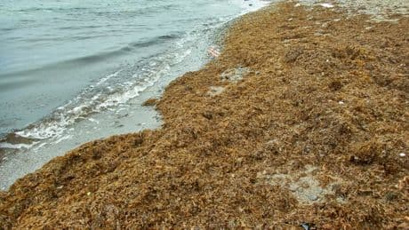 El alga asiática moviliza a las autoridades para evitar el éxodo de las playas de Cádiz: "Te puedes llegar a hundir"
