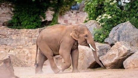 Zoos in Britain to overhaul standards for the first time in over a decade