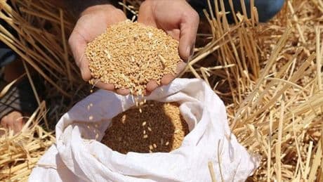 Buğday ve arpa alımları için tarih belli oldu