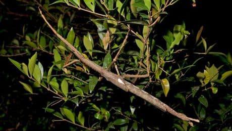 New fear unlocked after 16-inch stick insect found deep in Australian jungle