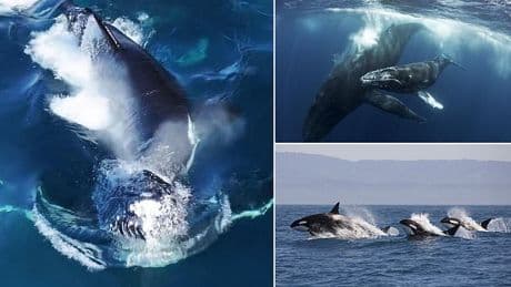Living up to their 'killer' reputation: Watch the shocking moment a pod of orcas DROWNS a humpback whale off the coast of California