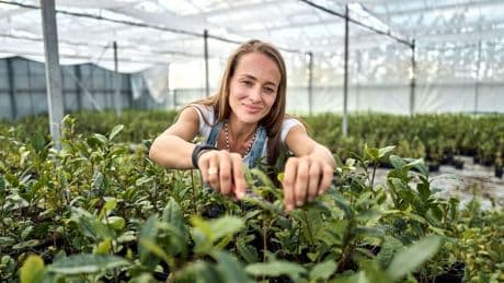 Trend-Getränk: Der Matcha-Boom: Vorreiterin setzt auf deutschen Teeanbau