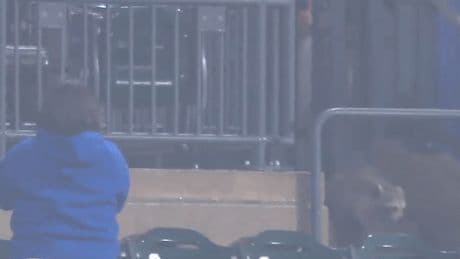 Raccoon invades Citi Field during Mets-Pirates game: ‘I’m scared’