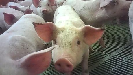 Supermarkets suspend supplies from Cranswick-owned pig farm over abuse claims