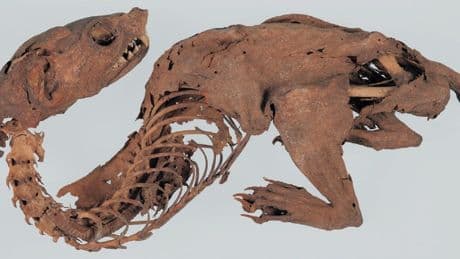 Mystery of 1,000-year-old ‘mummified dragon’ that was discovered by samurai warrior is finally solved