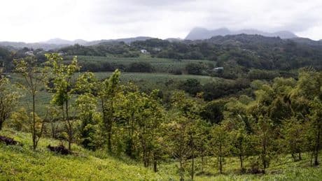 A la Martinique, la relance prometteuse de la production de cacao