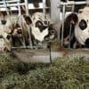 Le fromage, victime du climat plus chaud