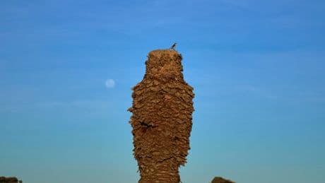 The ‘invisible pest’ that threatens to wipe out country’s beloved palm trees