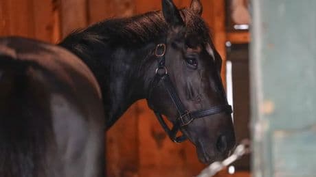 Belmont Stakes 2025: Picks and predictions from the experts