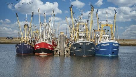 Garnalenvissers krijgen vergunning tot 2045: ’Dit verdient deze sector, die echt bij Nederland hoort’