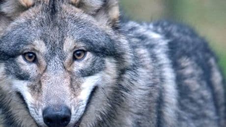 Tierhalter werden ungeduldig: Immer mehr Wölfe in NRW – „Da muss schneller gehandelt werden“