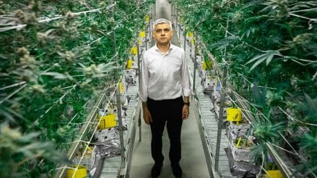 Labour Drugs War Erupts As Minister Slaps Down Sadiq Khan's Cannabis Call