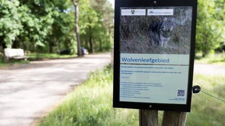 ’Steek kop niet in het zand rond incidenten wolf’