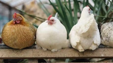 Sacrificadas más de 37.000 gallinas en una granja de Guadalajara tras detectarse gripe aviar