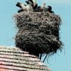 Vogelwelt - Adebar hatte es schwer