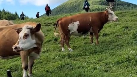 Ausflug endet tierisch aggressiv - Kuhherde attackiert Wanderer