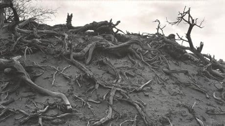 Bajo la lente de Edward Weston