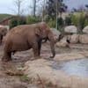 Zoos told to bring in 'long overdue' welfare reforms