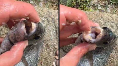 Allarme per i Saraghi "piranha” che mordono i bagnanti: cosa sono e dove colpiscono