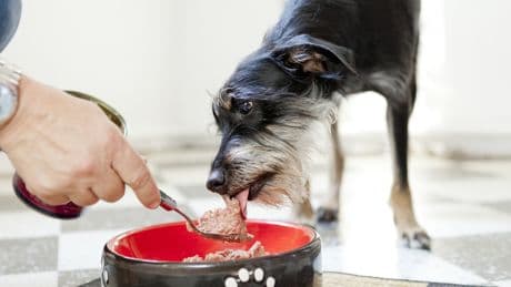 Profi erklärt: So reagieren Sie richtig, wenn Sie ein Hund anknurrt