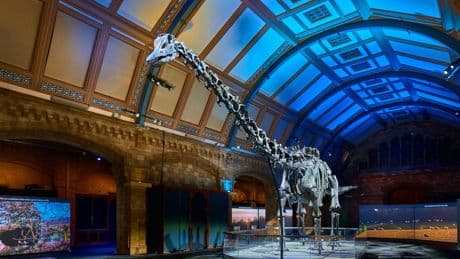 The big reason why we love Dippy the Dinosaur so much