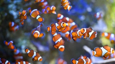 Some clownfish are shrinking, according to new study. Here's why