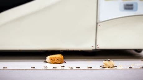 Schädlingsbekämpfung in der Wohnung: Die besten Hausmittel gegen Ameisen